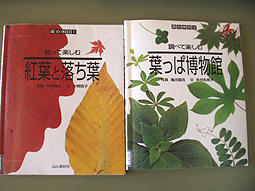 紅葉と落ち葉本.jpg