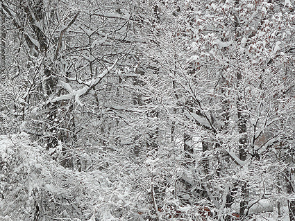 雪森.jpg